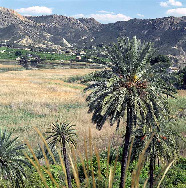 Palmeral de Buyla