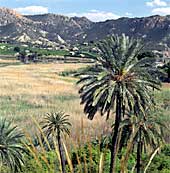 Palmeral de Buyla