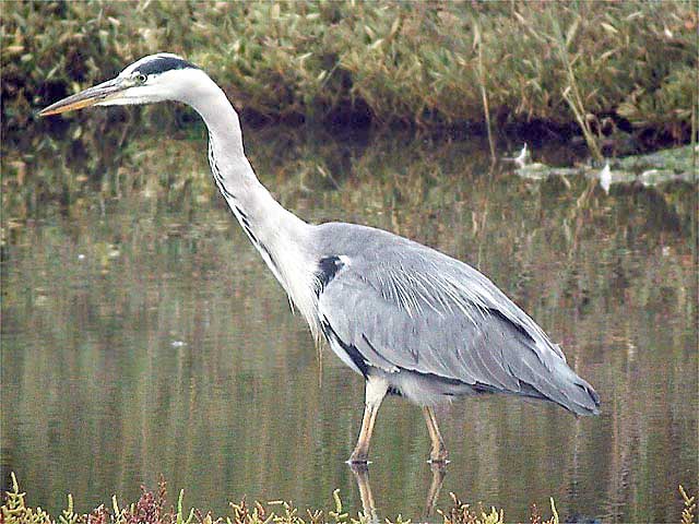 Garza real
