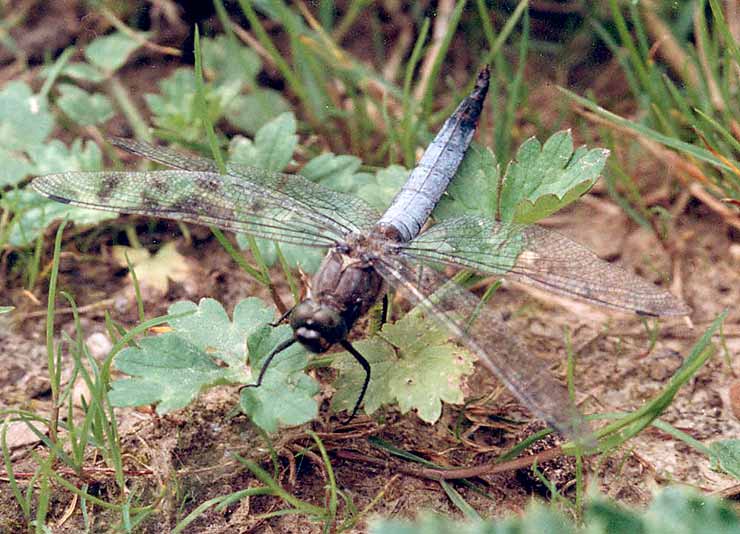Libélula