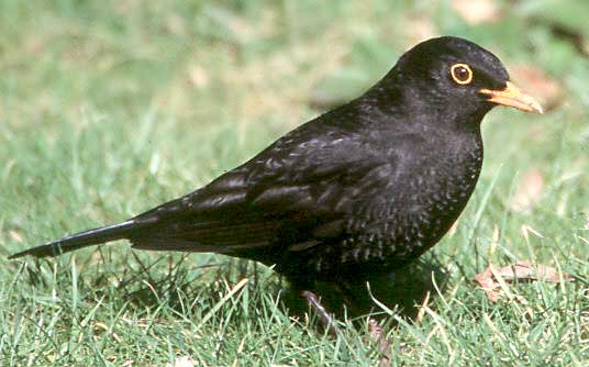 Mirlo común