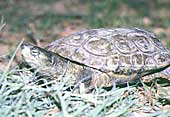 Galápago leproso