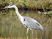 Garza real